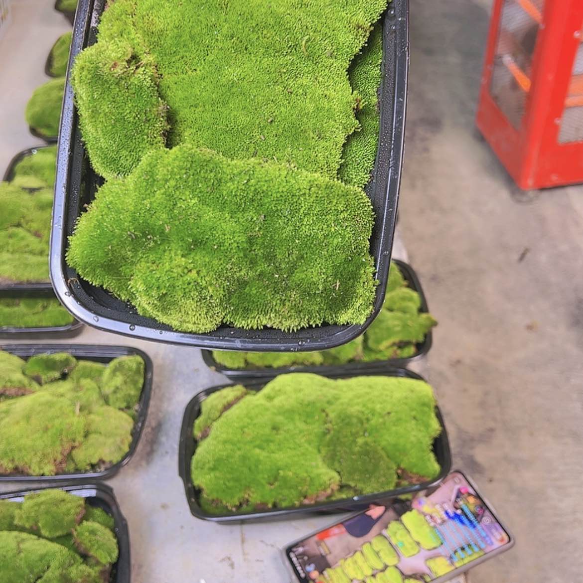 【闪购商品】多多苔藓植物
