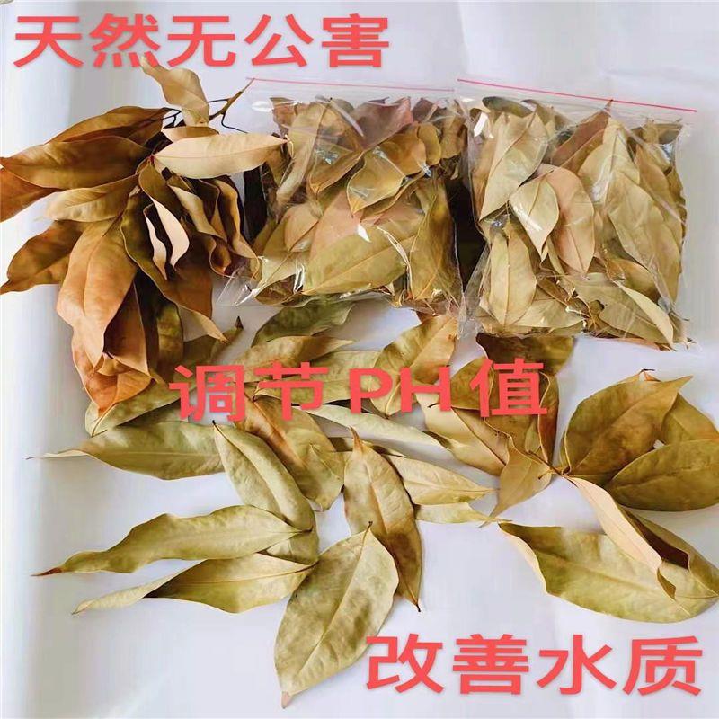 龙眼叶养龟腐皮乌龟造景水族红色桂圆树叶子调节改善水质免煮