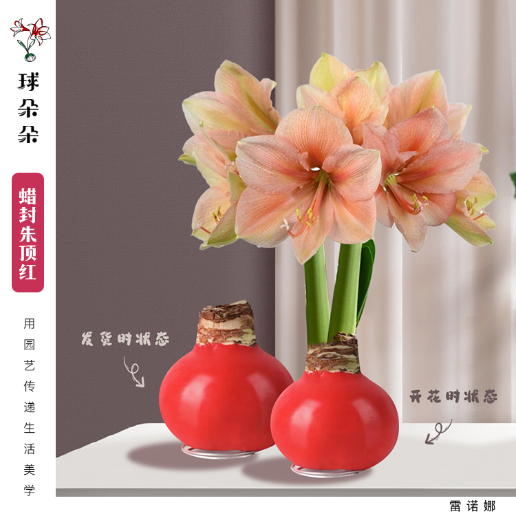 球朵朵进口种球蜡封雷诺娜无需栽培无需养护进口精选成活花开园艺