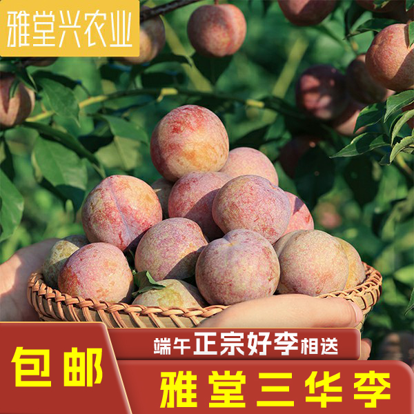 正宗红心雅堂三华李果园现摘产地直销 端午好李相送 顺丰包邮