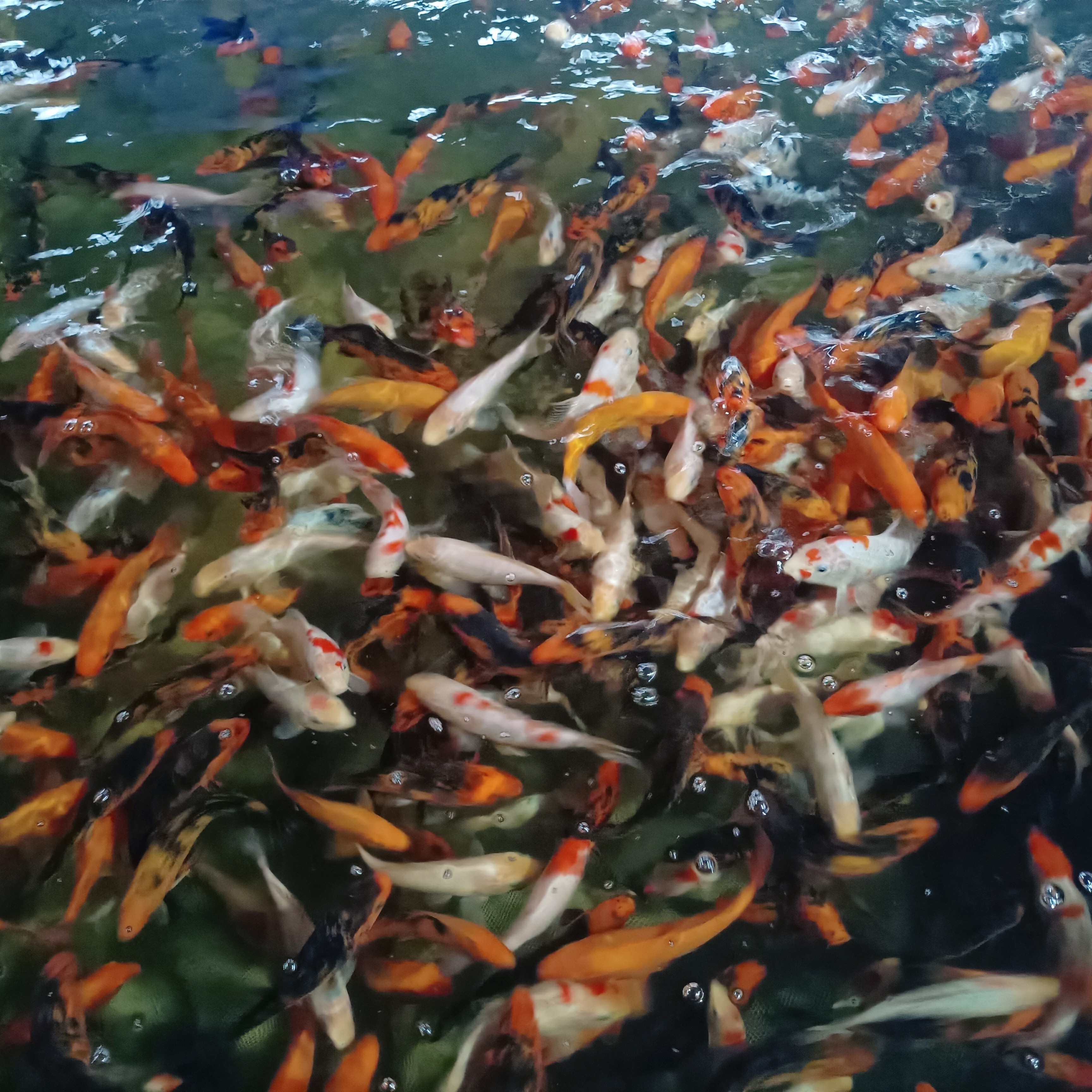 冷水观赏鱼直播链接