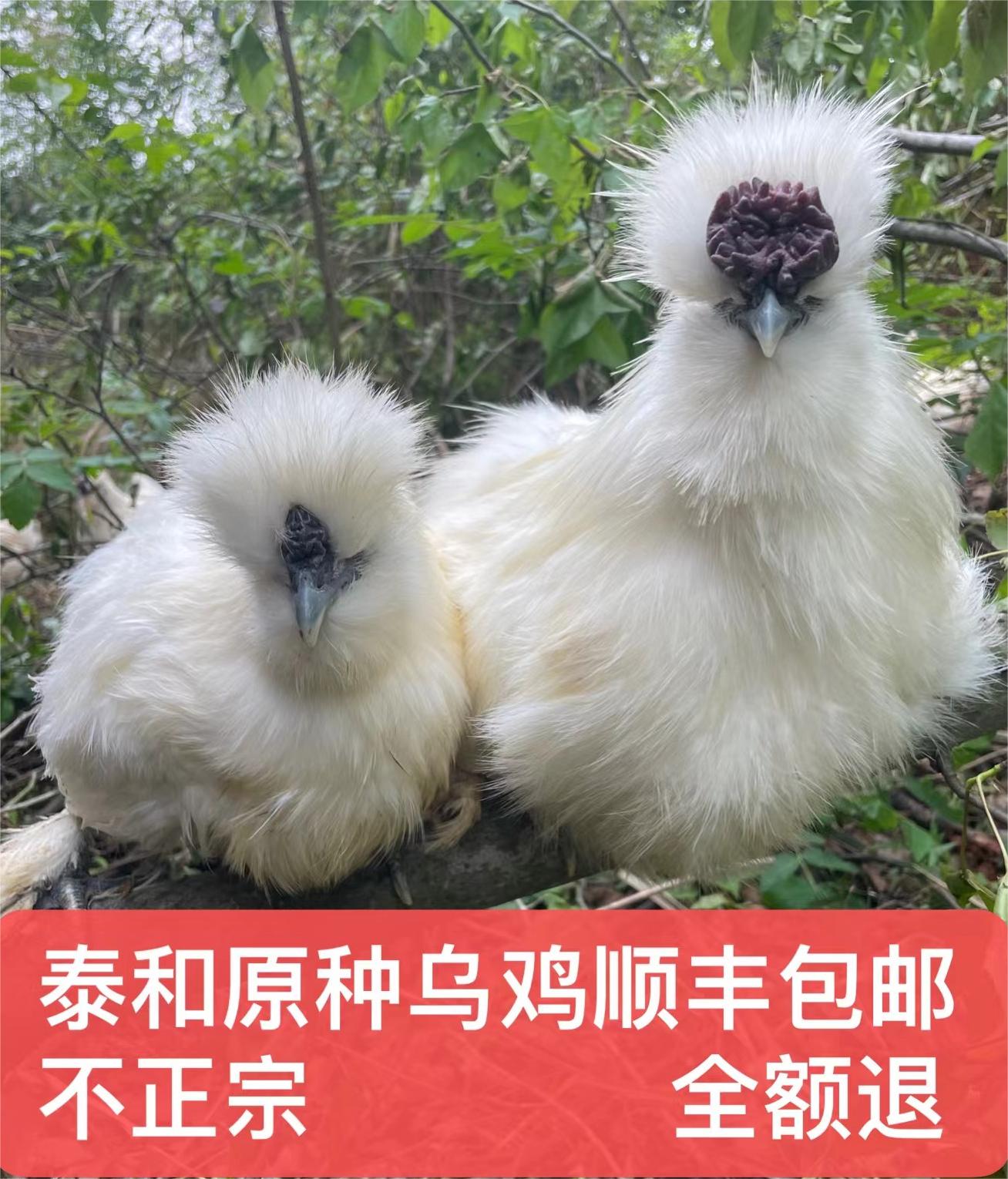 180天 散养原种泰和乌鸡 单只重1.8斤左右 顺丰包邮路损包赔