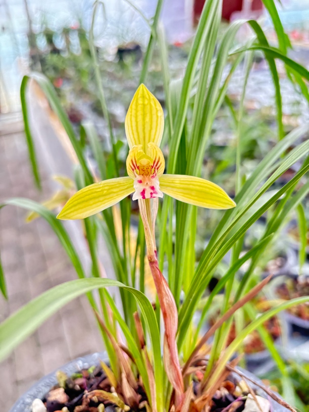 春兰色花喜欢的直播间拍品