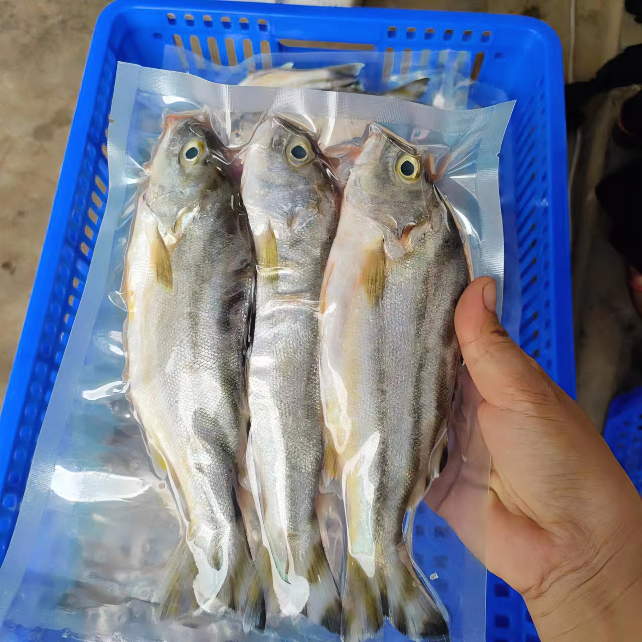 湛江海钓丁公鱼新鲜海鲜5斤，三线鱼煮汤特鲜甜冷冻水产班猪鱼