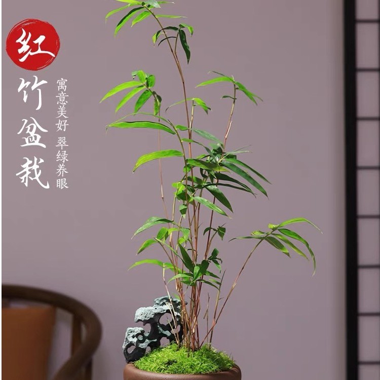红观音竹盆景红竹盆栽室内外四季竹子庭院装饰室内绿植大盆栽