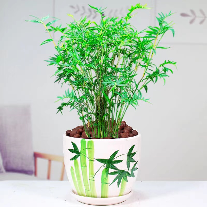 专属链接一物一拍竹子