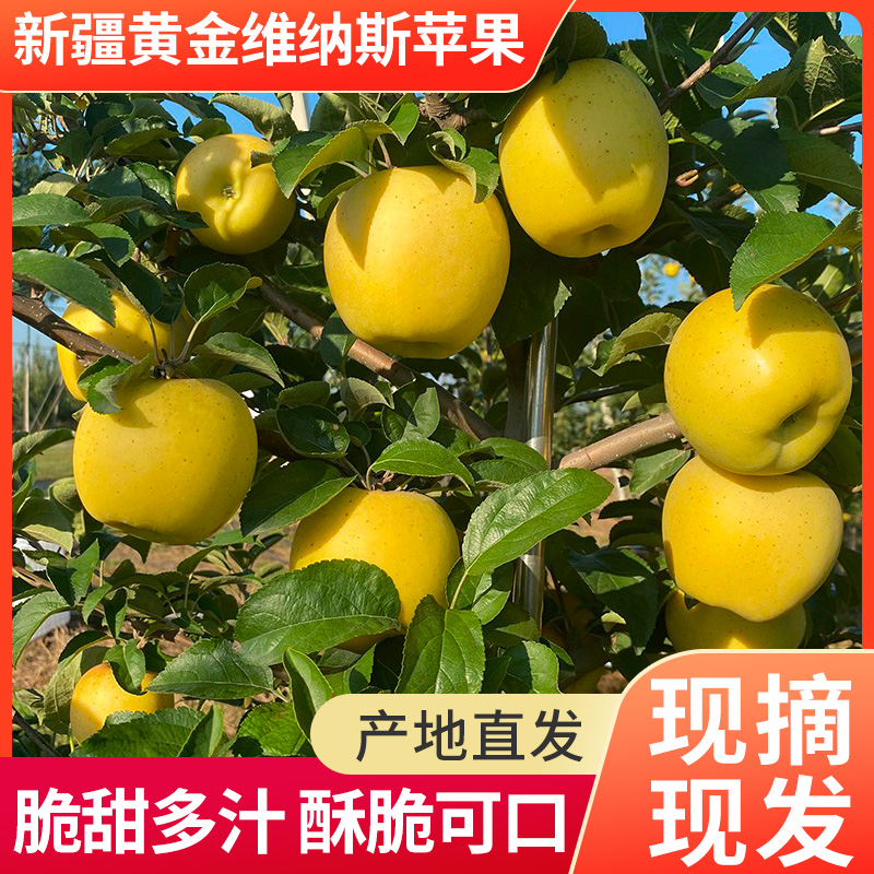 新疆阿克苏黄金维纳斯苹果脆甜无渣新鲜应季水果4.5斤整箱