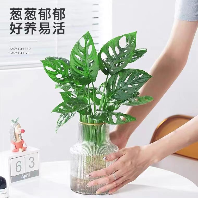 D75*仙洞龟背竹盆栽网红植物洞洞芋垂藤爬藤耐阴室内盆栽阳台客厅