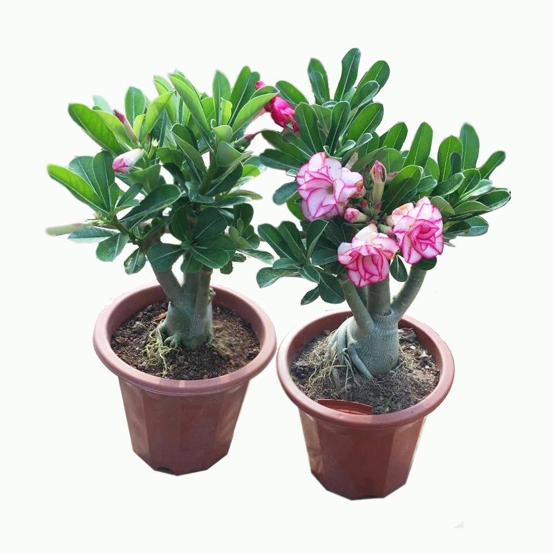 D17=重瓣沙漠玫瑰盆栽花苗老桩植物四季花卉绿室内阳台小盆景好养