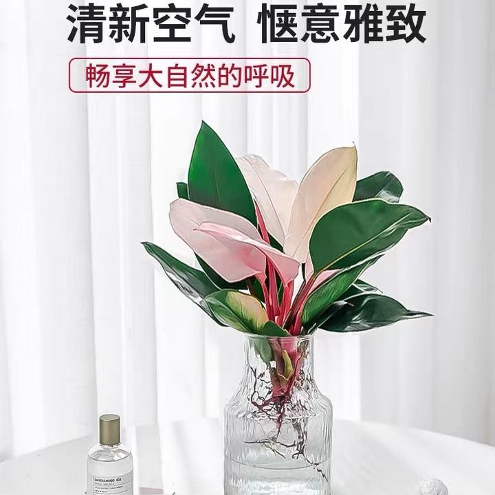 D75*粉钻水培植物室内绿植粉公主蔓绿绒懒人好养植物客厅办公室发