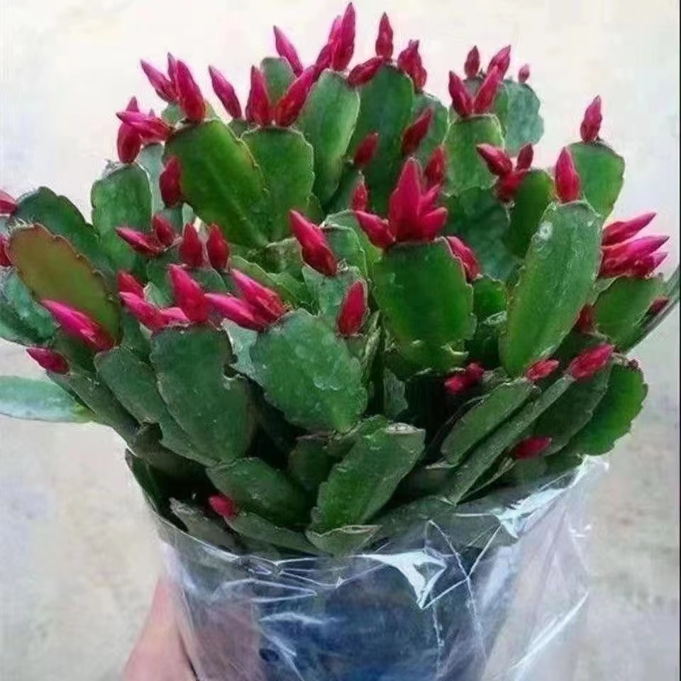 A02*精品蟹爪兰带根发货花卉多肉绿植四季开花好养苞室内盆栽耐寒