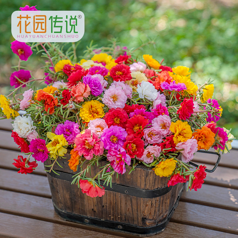 1w粒大花重瓣太阳花种子松叶牡丹花籽春夏季播种发芽生长快精选