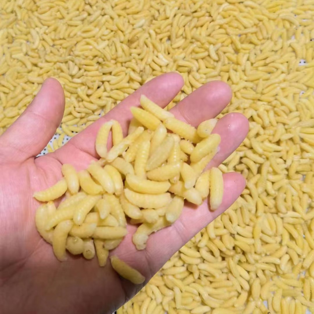 蜂蛹树蜂马蜂一二级深山美味顺丰包邮500g