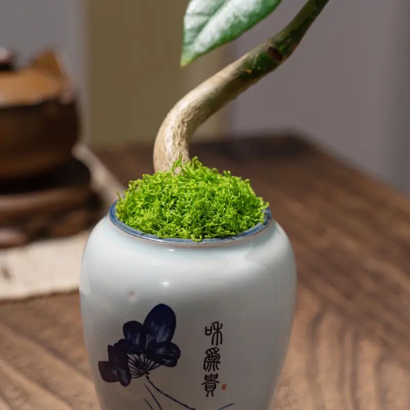迷你奇趣发财树指尖微型盆栽桌面迷你拇指好养植物掌中宝盆景绿植