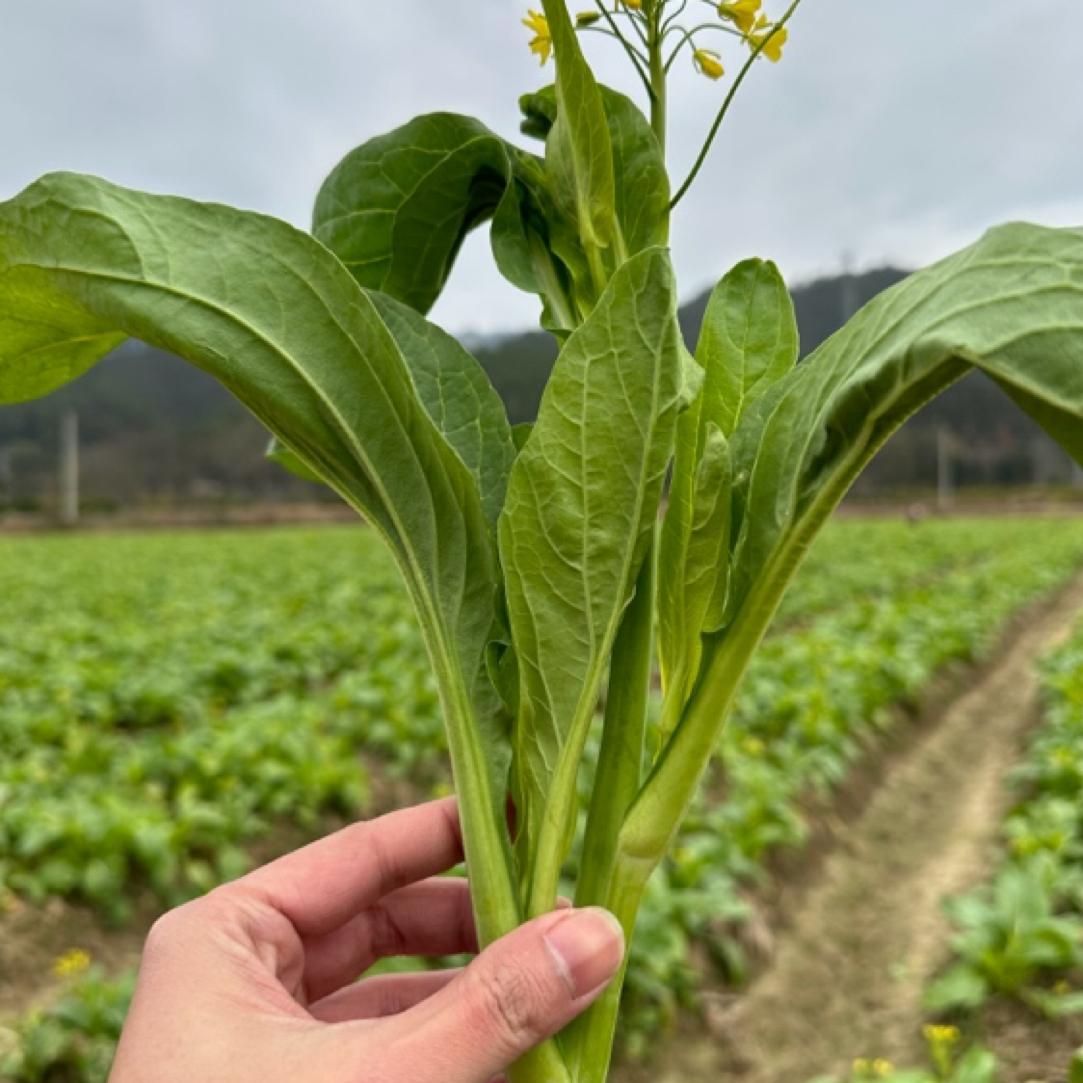 连州菜心产地直发露天种植清甜爽脆