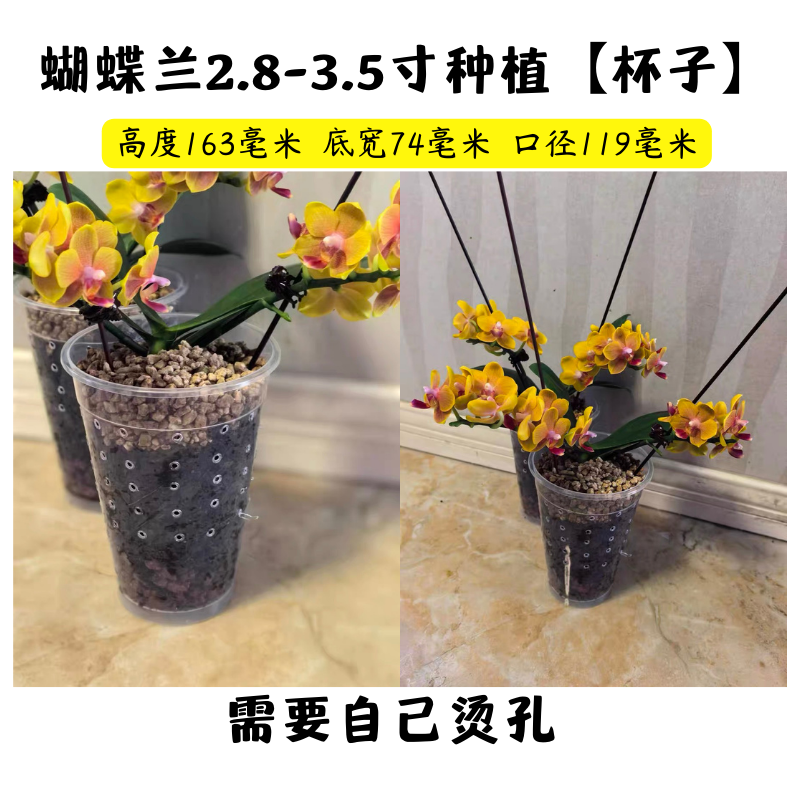 【蝴蝶兰种植杯子1000ml】奶茶杯霸王杯兰花吊篮居家种植塑料桶绿植
