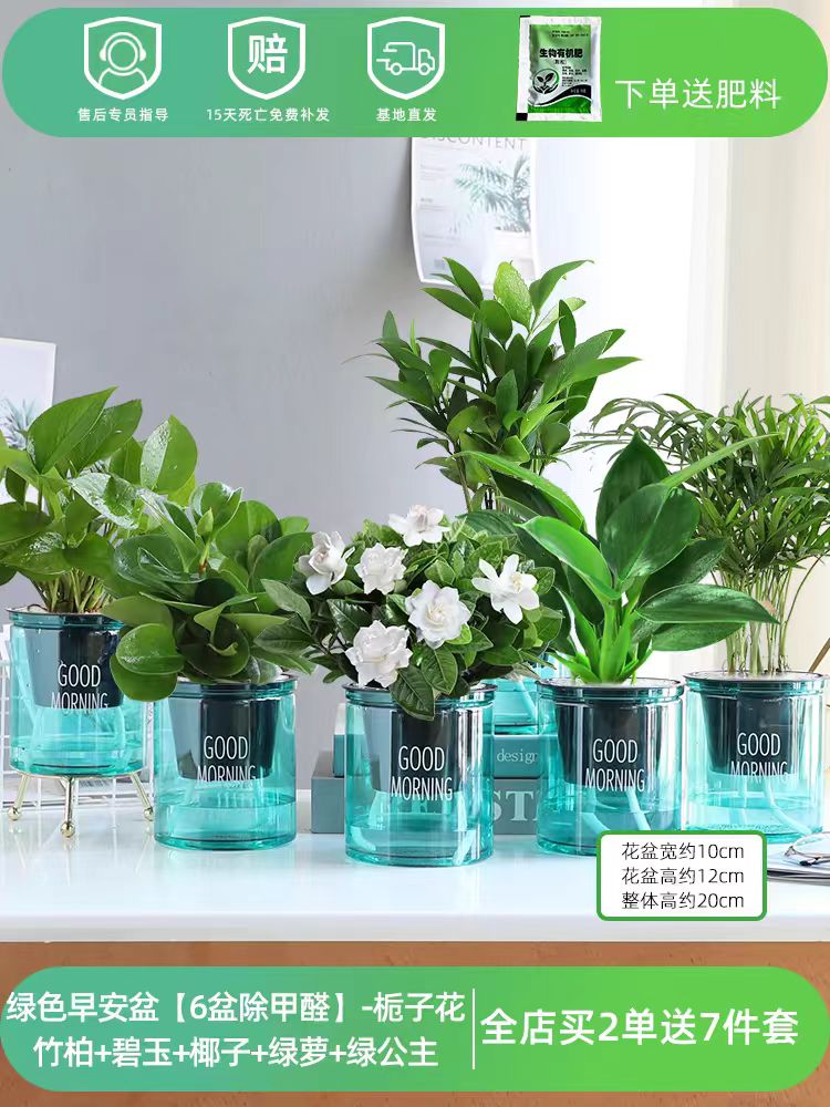 绿萝箩吊兰发财树花卉盆栽小绿植办公室内多肉植物水培好养除甲醛