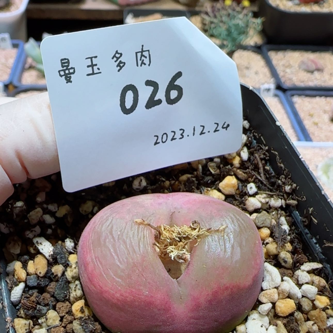 【闪购商品】庭***树12.24-026
