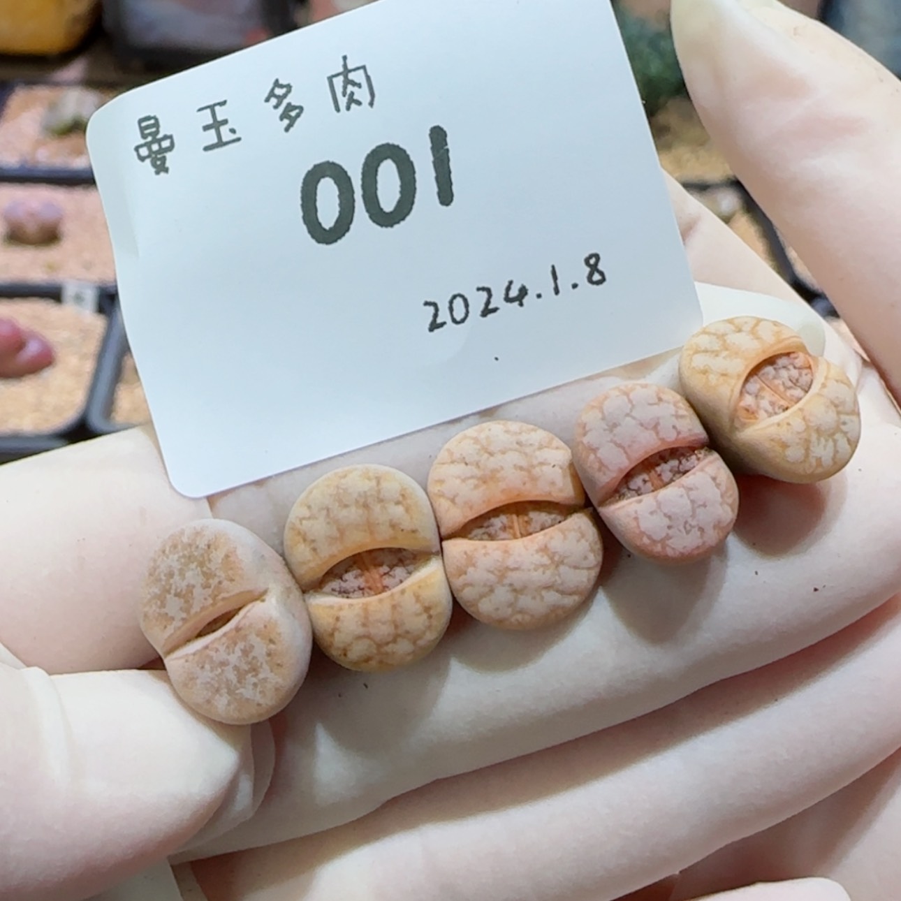 【闪购商品】红陶171cm(含)-200cm(含)1.8-001拿铁