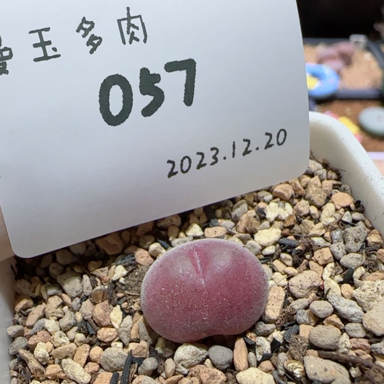 【闪购商品】12.20-057