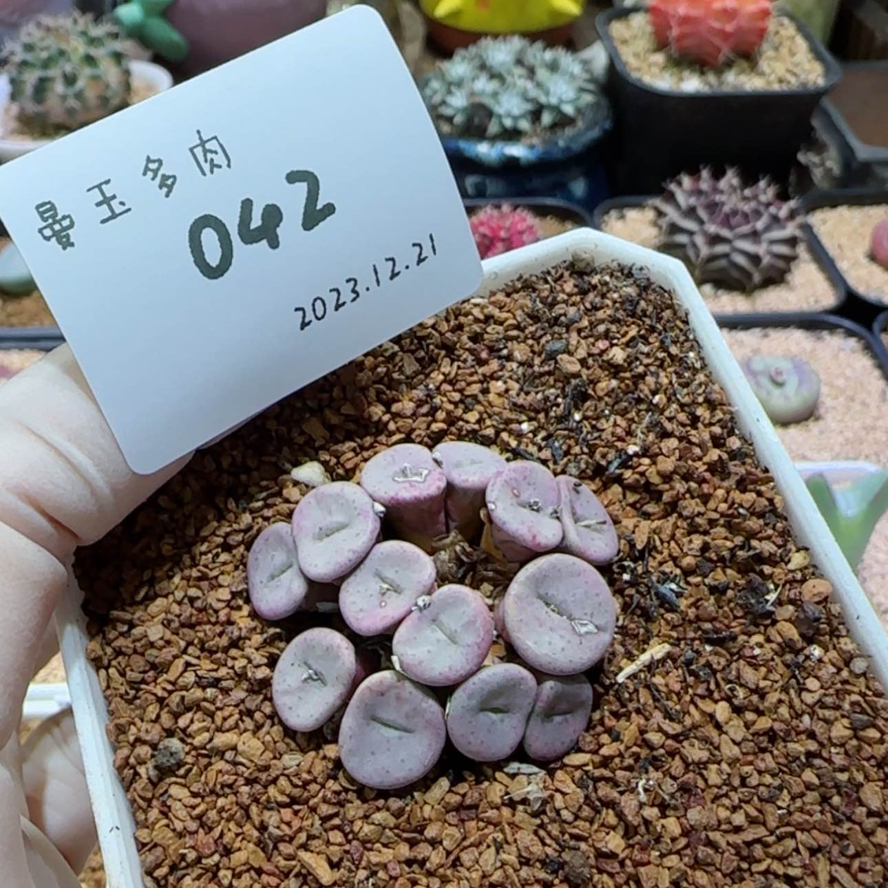 【闪购商品】@****.12.21-042@…….