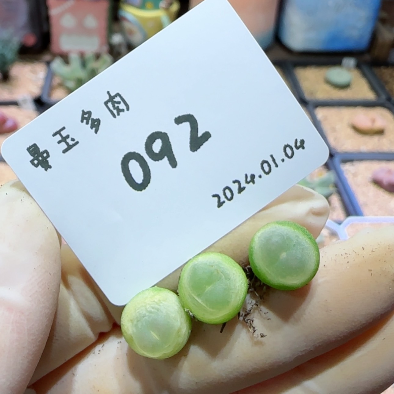 【闪购商品】红陶171cm(含)-200cm(含)1.4-092