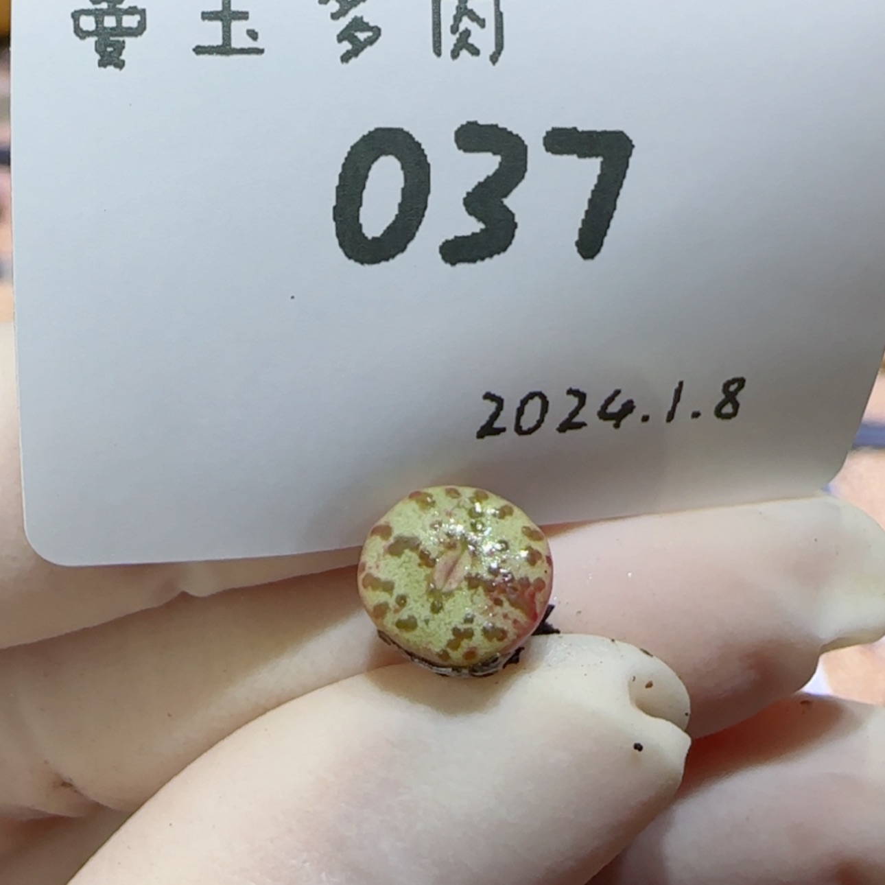 【闪购商品】红陶171cm(含)-200cm(含)1.8-037