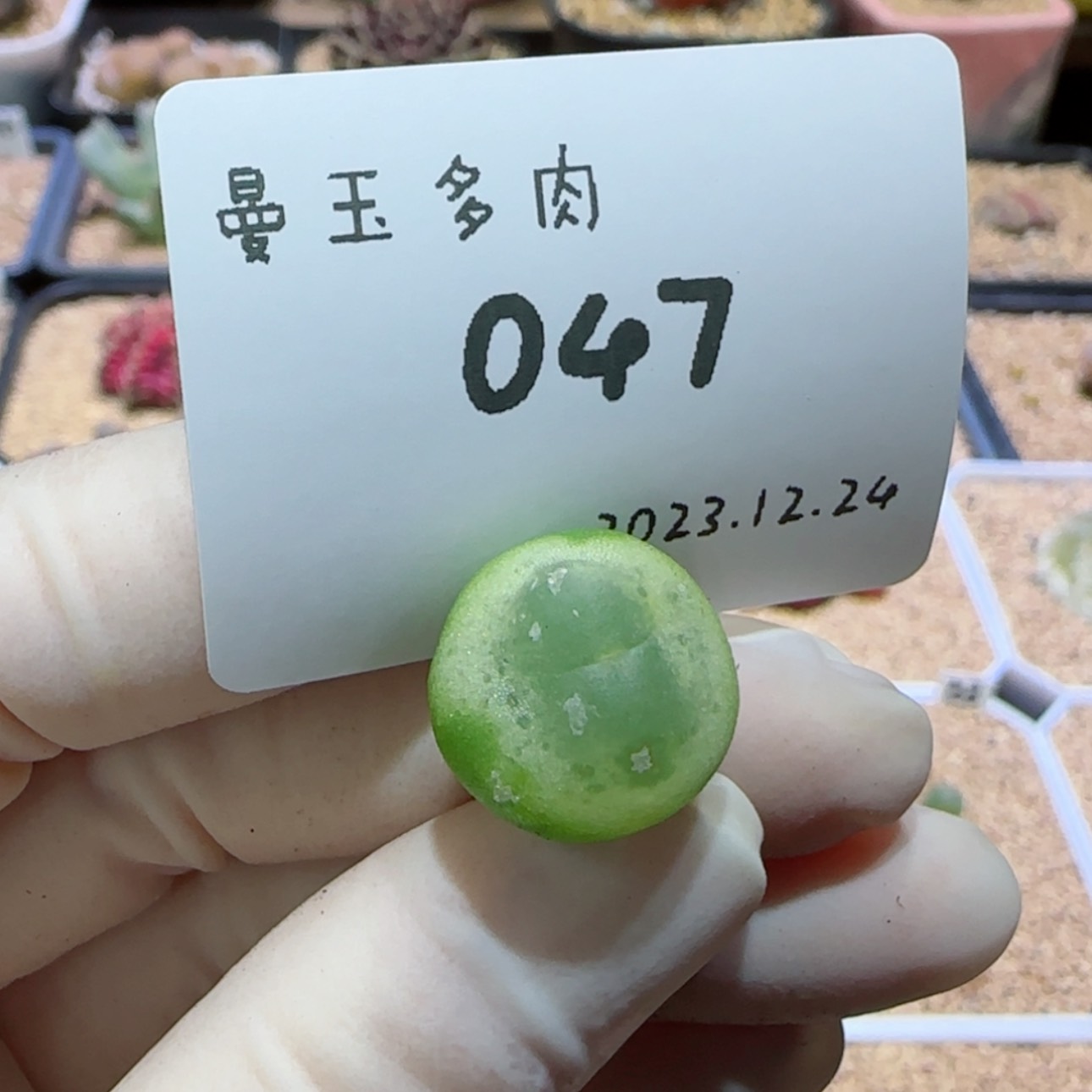 【闪购商品】12.24-047