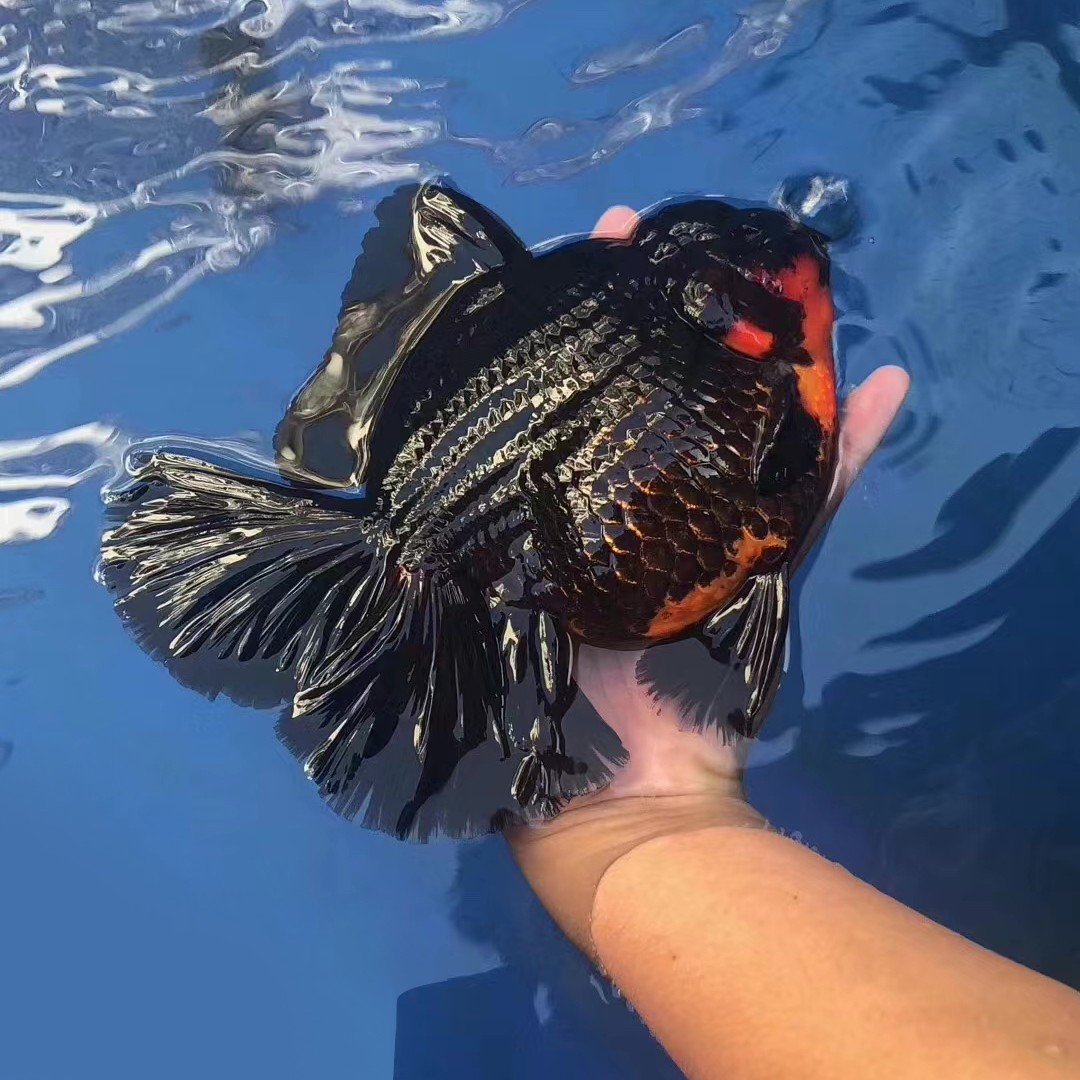 众乐金鱼【萌宠好物】众乐金鱼观赏泰师百褶裙金鱼观赏鱼