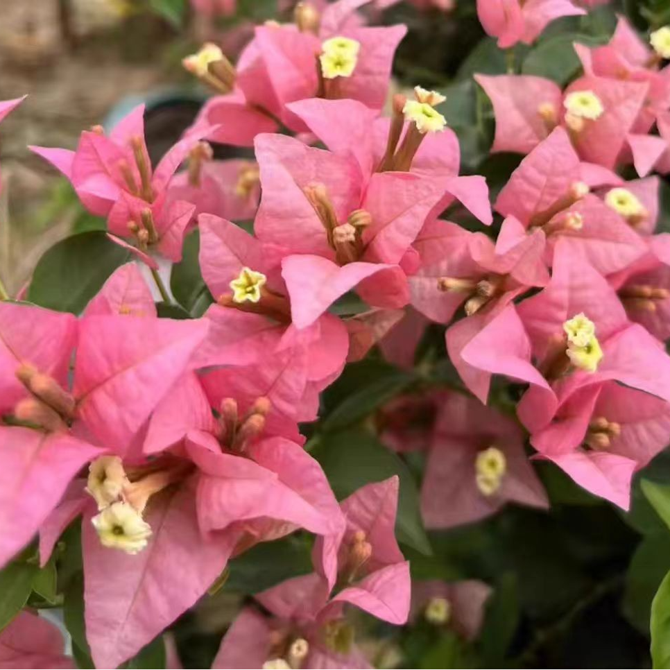 老苗【迷你樱花】易爆花，粉嫩嫩，精致可爱品种三角梅，阳台庭院！