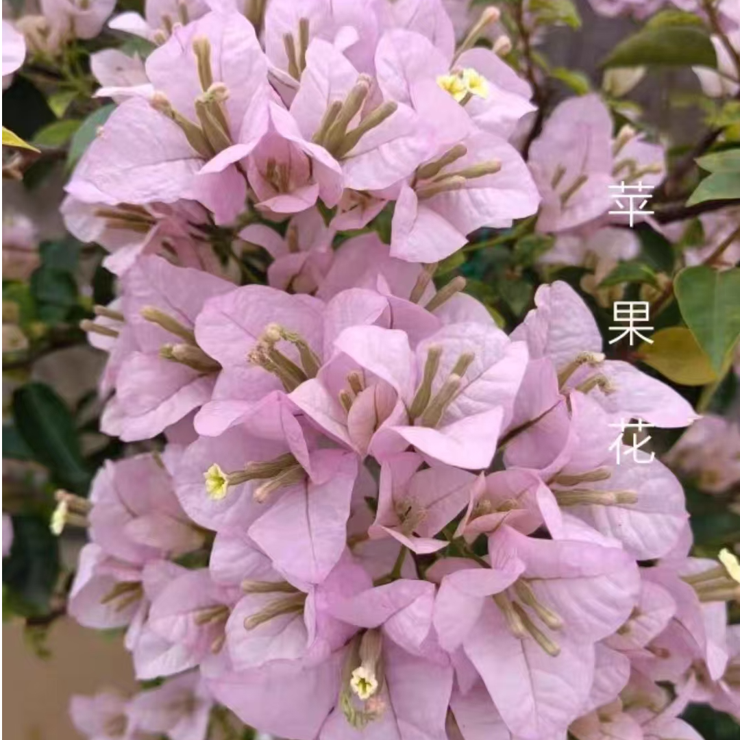 金边【苹果花】不掉花，观花赏叶，品种三角梅，淡淡的紫色，0.5加仑盆！