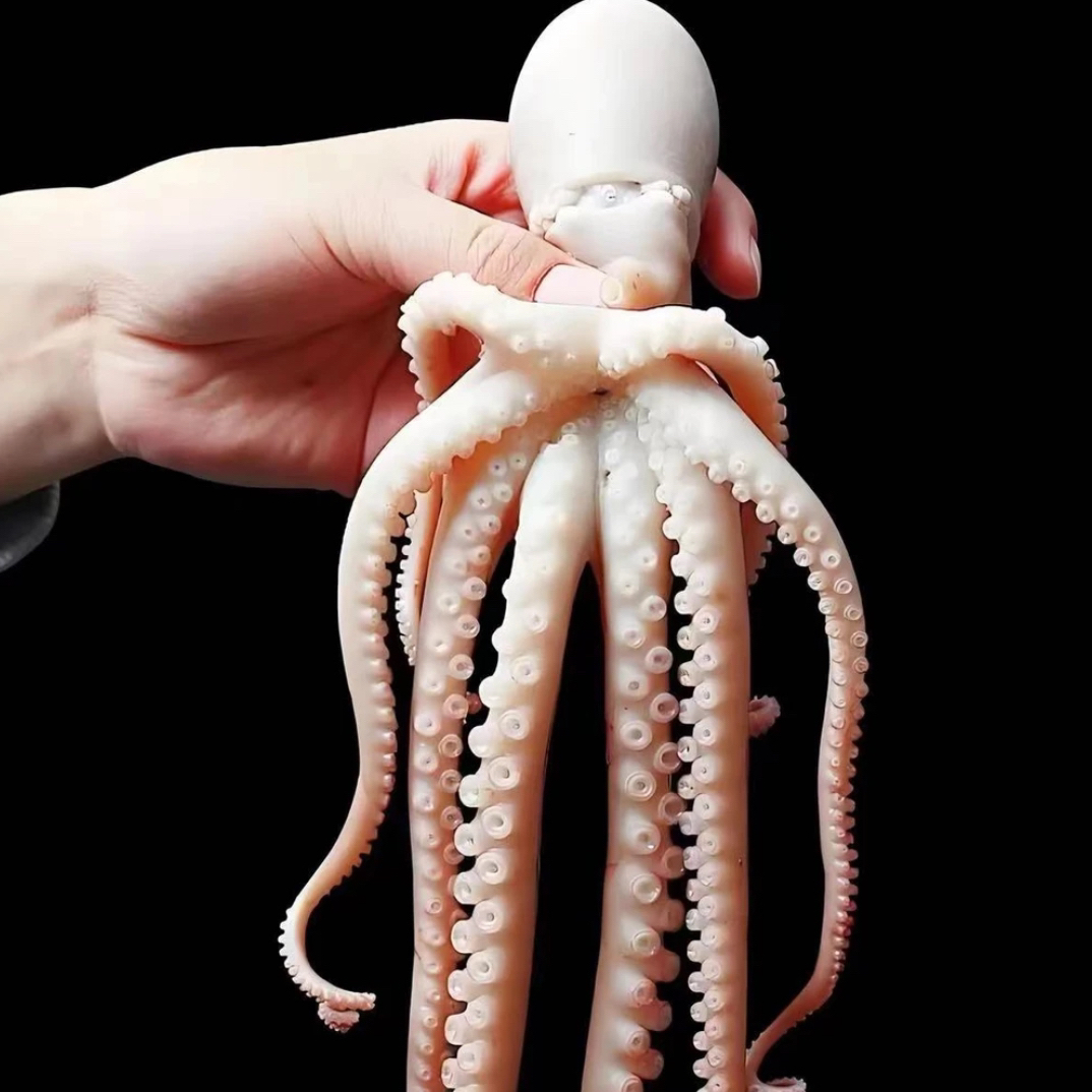 渔鲜福长腿八爪鱼 八带鮹 4斤净重 海捕速冻白灼