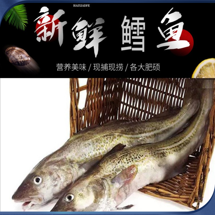 渔鲜福鳕鱼【大头鱼】 整条发货 肉质营养 2-10斤每条  深海海捕