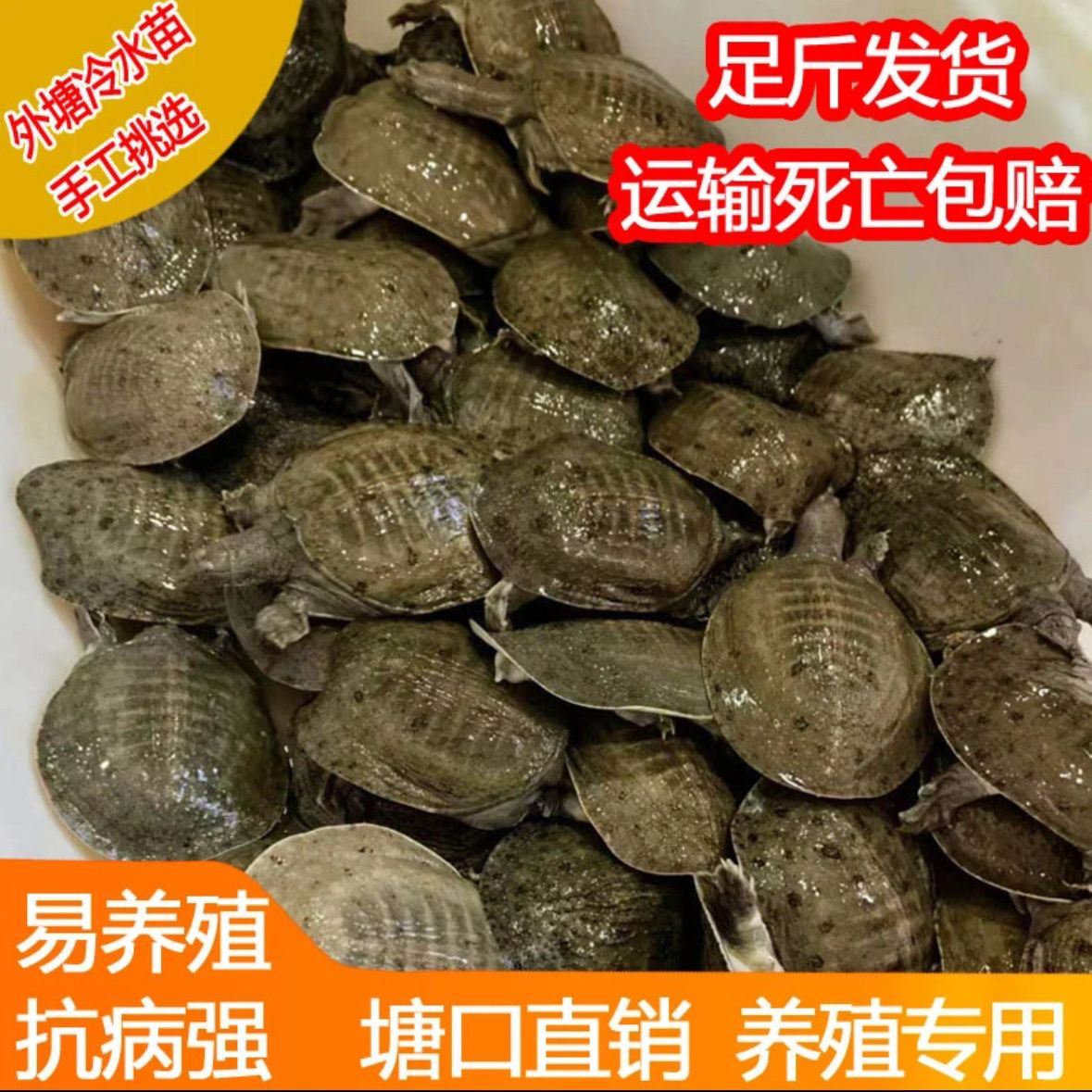 30-50克甲鱼苗生态外塘冷水养殖正宗中华鳖甲鱼甲鱼大苗鲜活苗