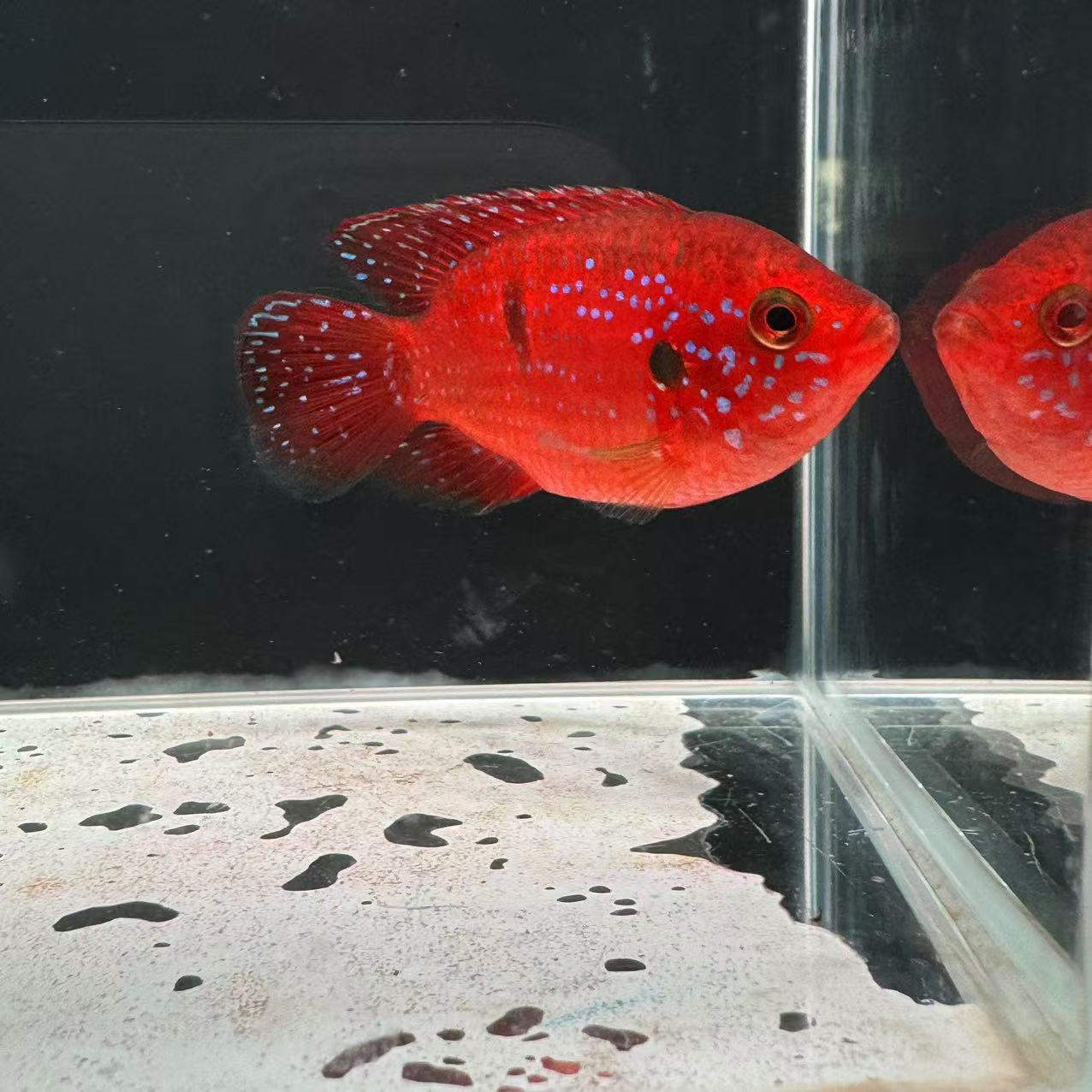 热带鱼观赏鱼血钻红宝石