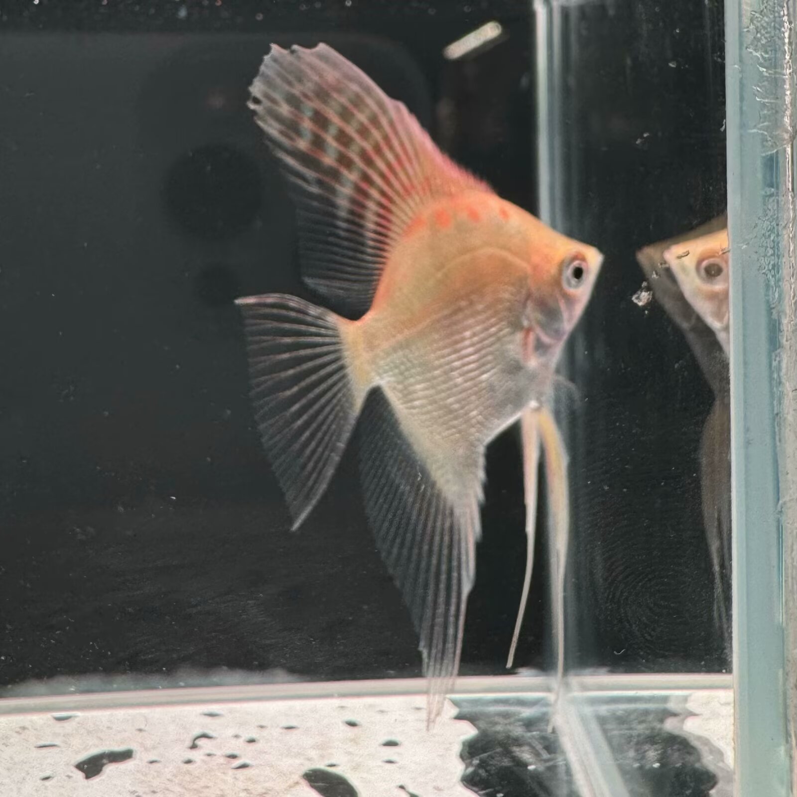 热带鱼神仙鱼金顶燕鱼