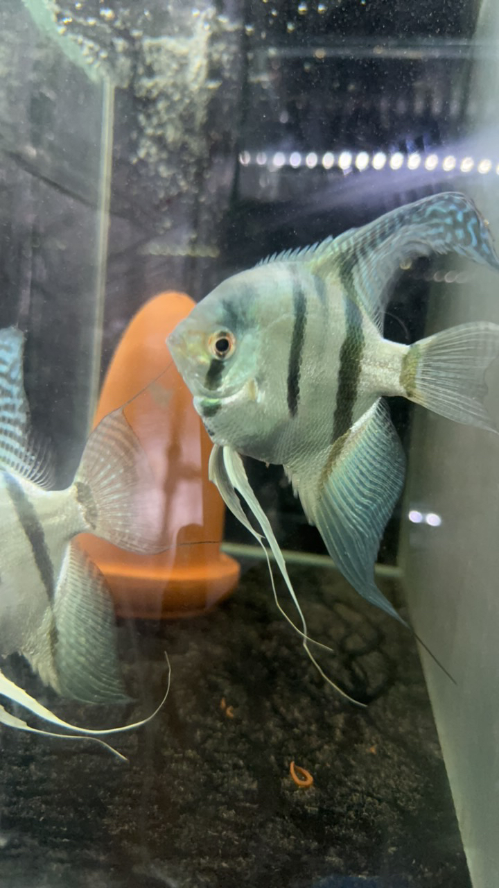 热带鱼神仙鱼蓝魔仙燕鱼