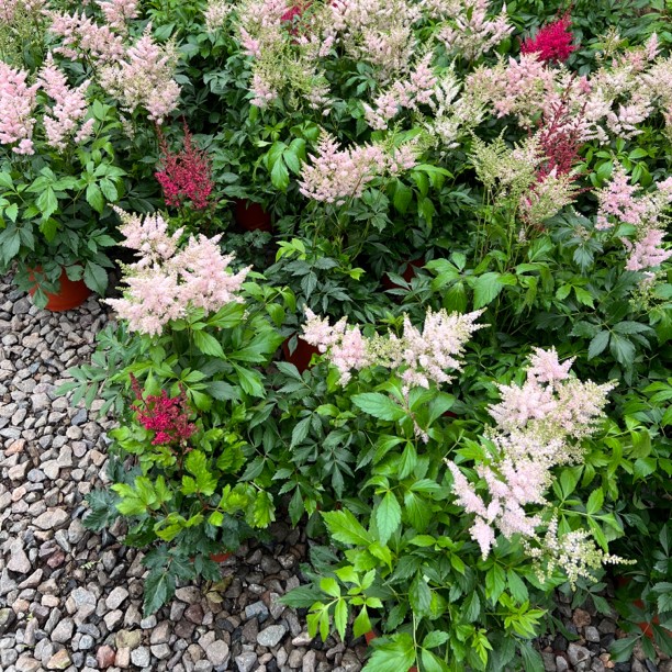 花海花镜植物，庭院花园