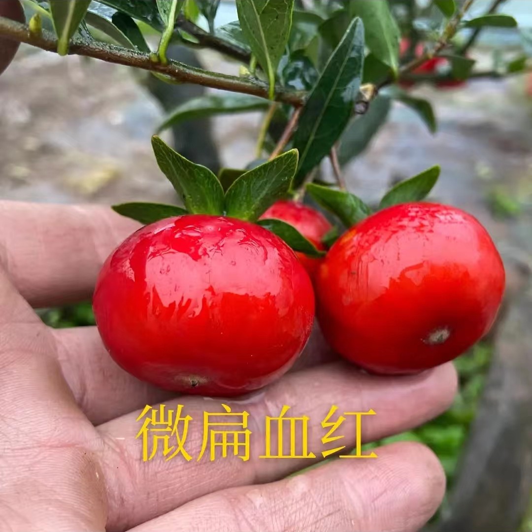 金弹子盆景素材 金边扁血红