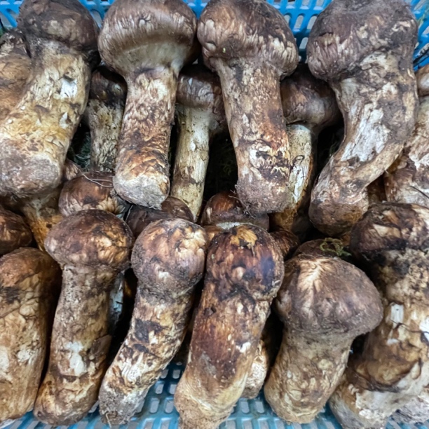 云南楚雄禄丰野生菌混合（野生菌）1000g顺丰冷链空运包邮