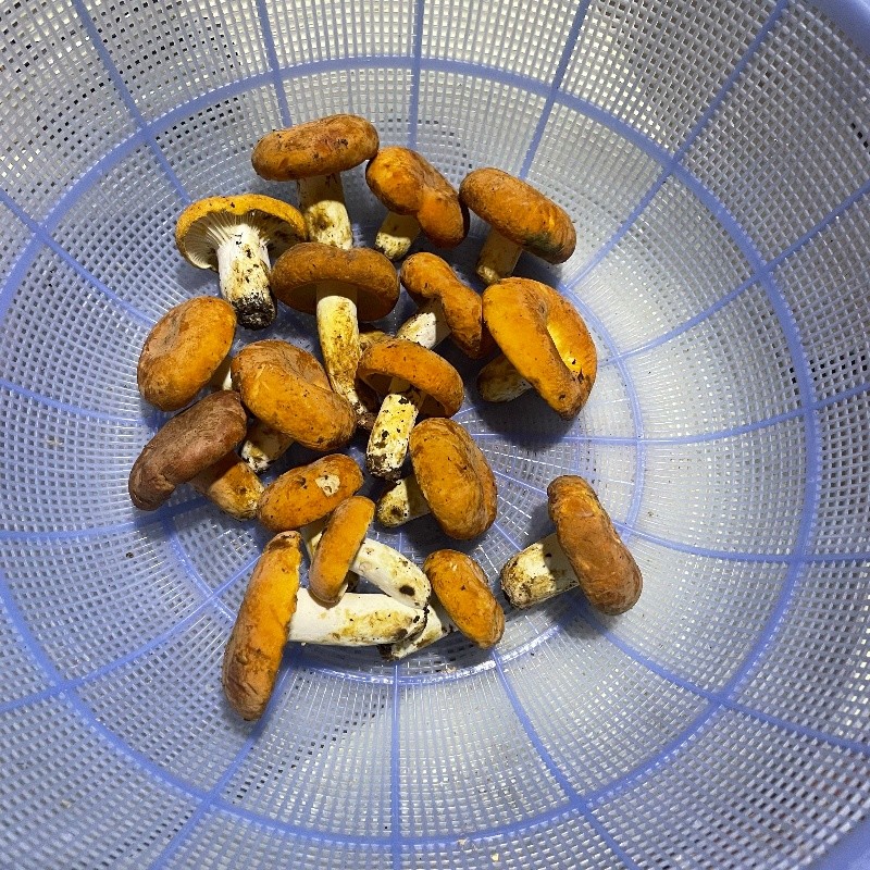 云南楚雄禄丰新鲜爆浆奶浆菌（野生菌）1000g顺丰冷链包邮
