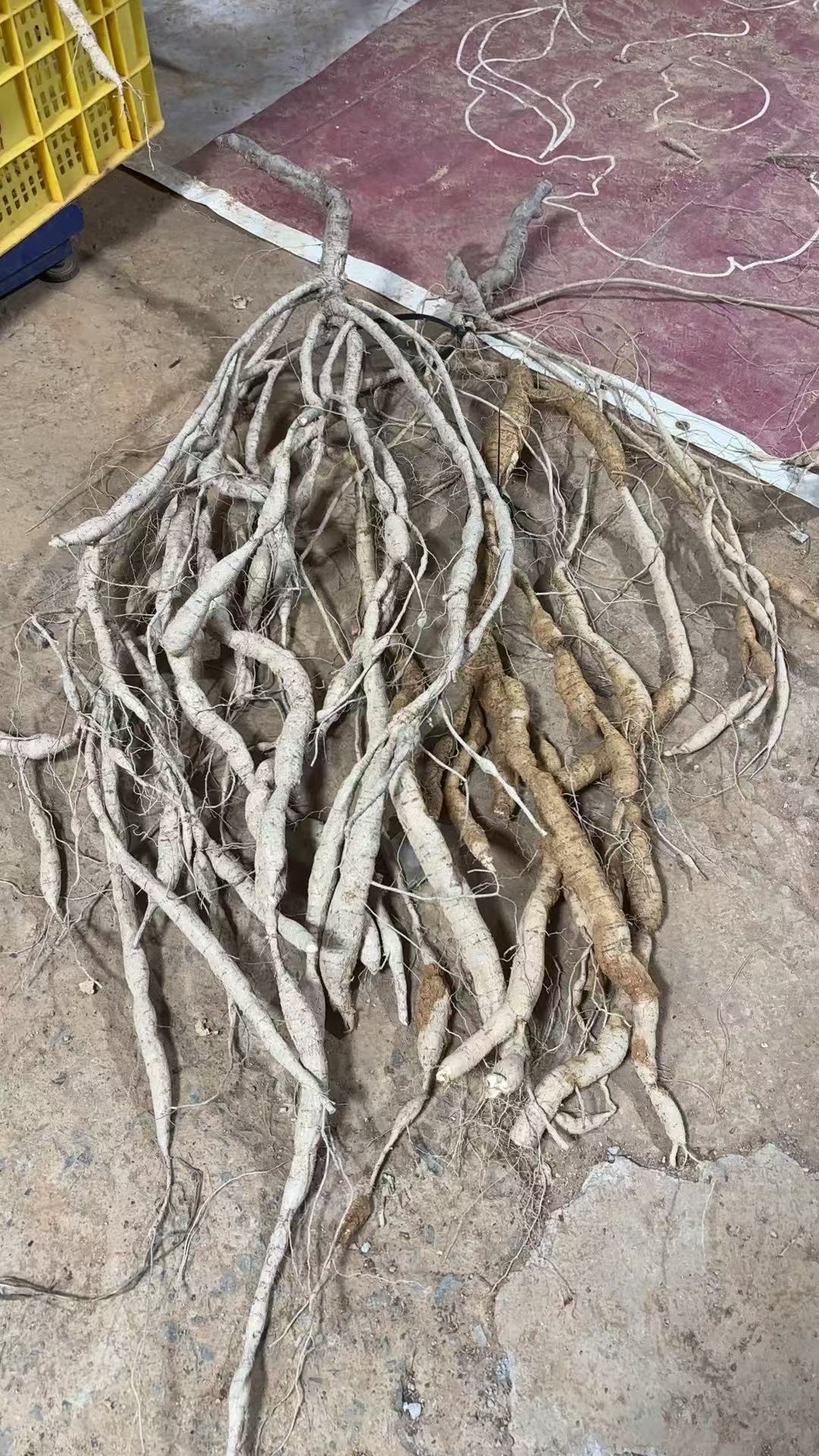 现挑现称高山牛大力根