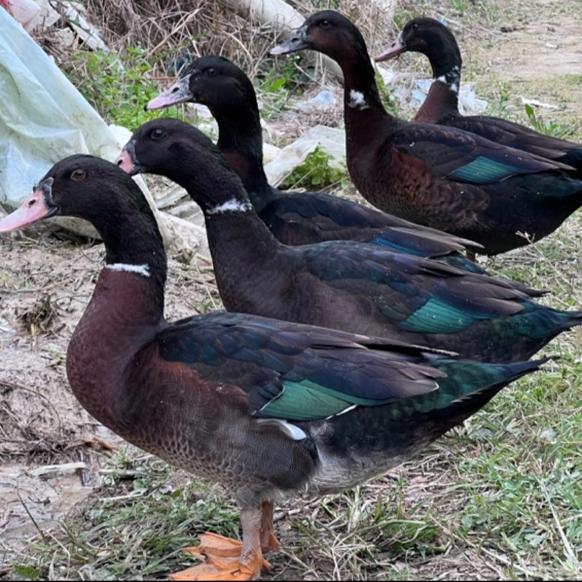 山泉溪谷散养【半番鸭】净重4斤左右 土鸭 菜鸭