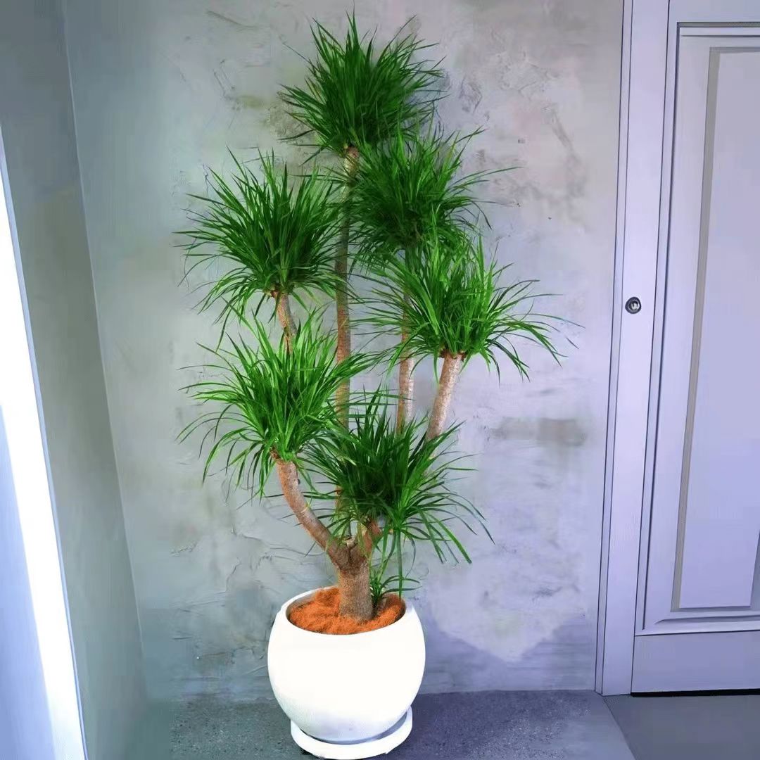 【玖佰园艺】老桩分叉造型龙血树龙须树室内绿植好养直播一物一拍