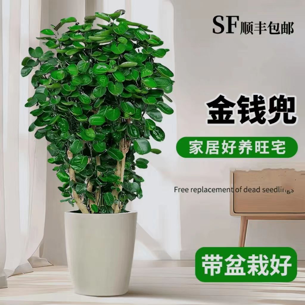 【玖佰园艺】金钱兜钱多多室内公司财运绿植盆景四季常绿一物一拍