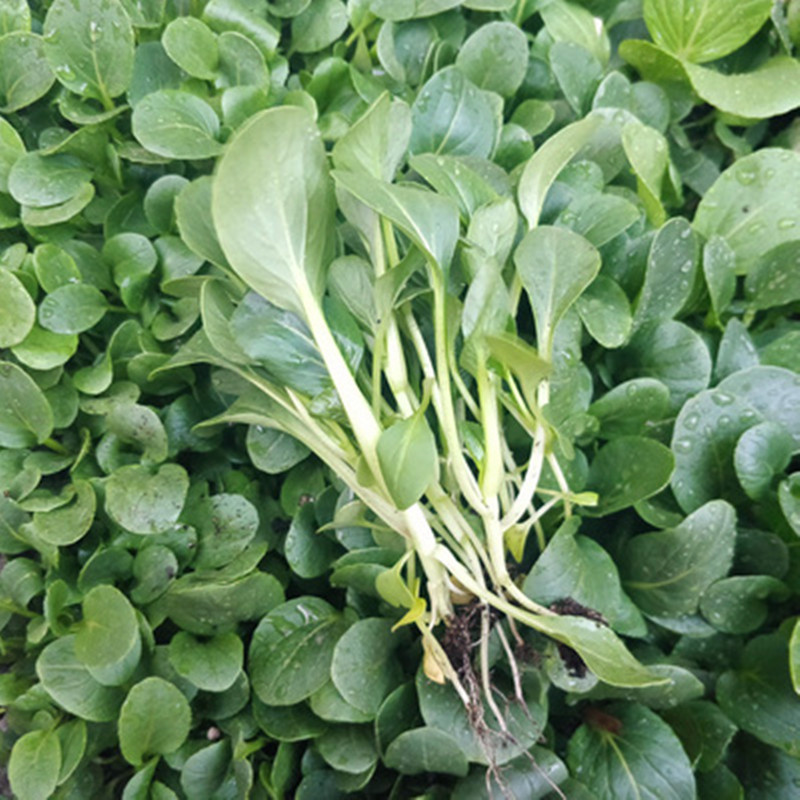 鸡毛菜种子种籽四季小白菜青菜油菜阳台盆栽蔬菜蔬莱种子