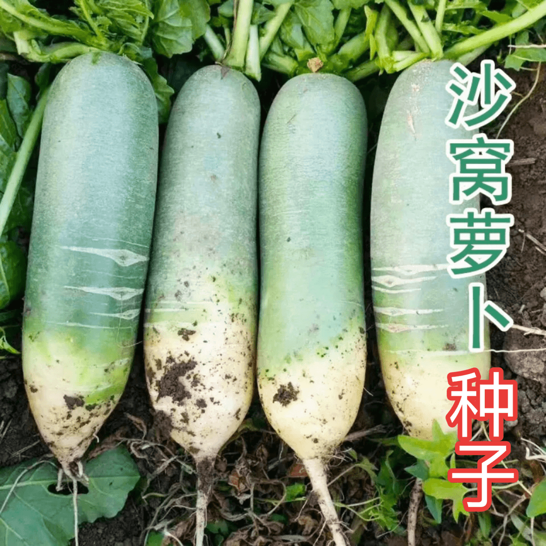 水果萝卜籽秋季山东潍坊潍县青四季脆甜天津沙窝萝卜种子蔬菜种子