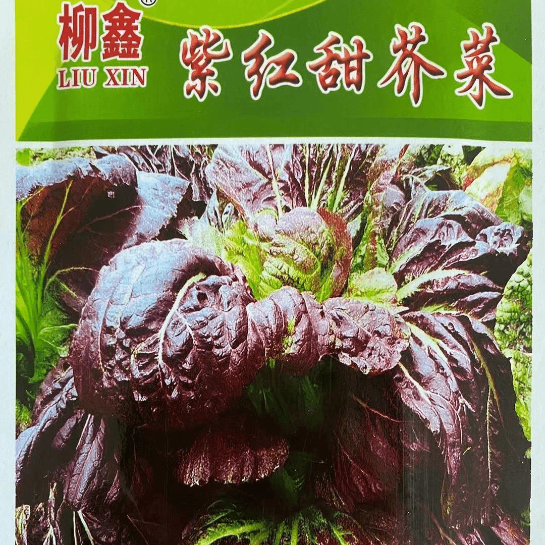 【全店满5包包邮】紫红甜芥菜种子大叶青菜种子紫色芥菜宽帮宽叶