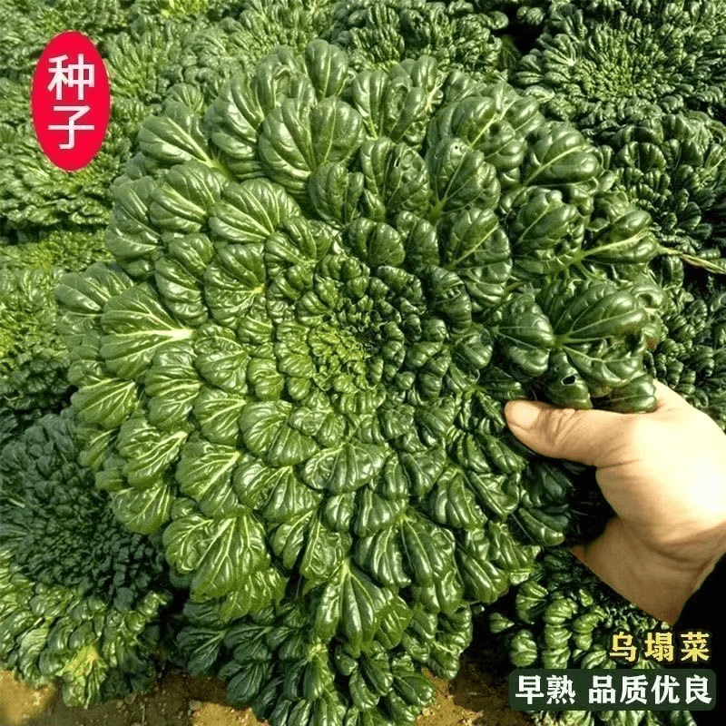 【蔬菜种子满5包送1】乌塌菜种子蔬菜养心菊花菜种子春秋四季播种