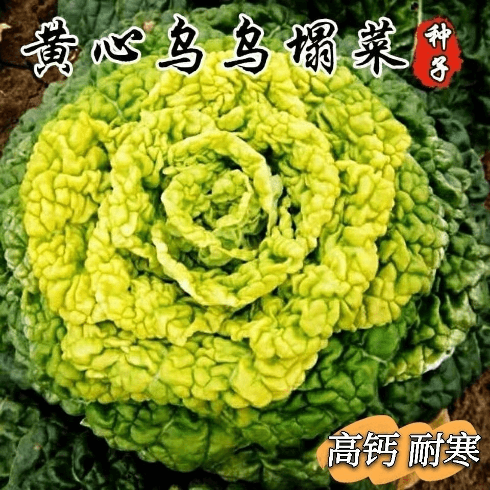 【蔬菜种子满5包送1】【苞对版】黄心乌塌菜种子耐寒黄心菜种籽菊